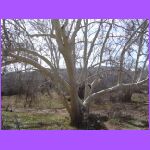 Tree.jpg