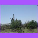 Desert.jpg