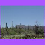 Saguaros.jpg