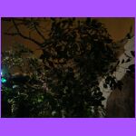 Leaves.jpg