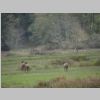 Elk.jpg
