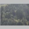 Trees.jpg