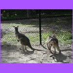Kangaroos.jpg