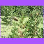 Elk.jpg