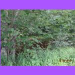 DSC03958.JPG