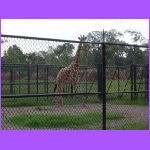 Giraffee.jpg