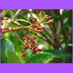 Berries.jpg