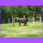 Elephant.jpg