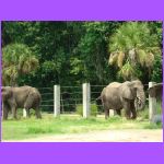 Elephants.jpg