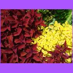 Flowers.jpg
