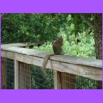 Squirell.jpg