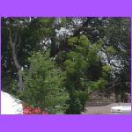 Trees.jpg
