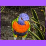 Lorikeet.jpg