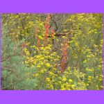 Flowers.jpg