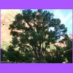 Tree.jpg