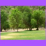 Trees.jpg