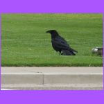 Raven.jpg