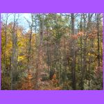Backyard.jpg