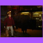 Bull.jpg