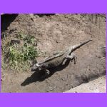 Iguana.jpg