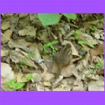Chipmunk.jpg