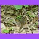 Chipmunk_t.jpg