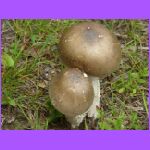 Mushrooms.jpg