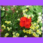 Flowers.jpg