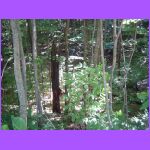 Woods.jpg