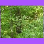 Forest.jpg