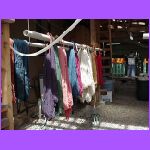 Drying.jpg