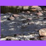 Rapids.jpg
