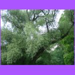 Tree.jpg