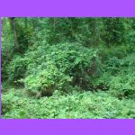 Forest.jpg