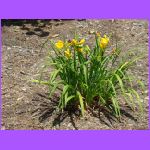Lillies.jpg