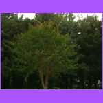 Tree.jpg