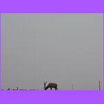 Elk.jpg