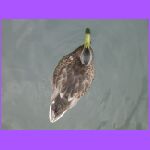 Duck.jpg