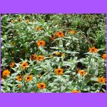 Flowers.jpg