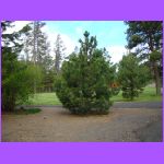 Tree.jpg