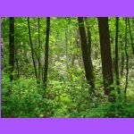 Forest.jpg