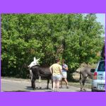 Donkeys.jpg