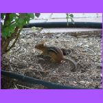 Chipmunk.jpg