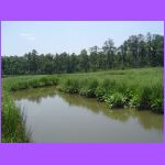 River.jpg