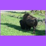 Buffalo.jpg