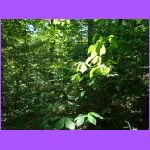 Leaves.jpg